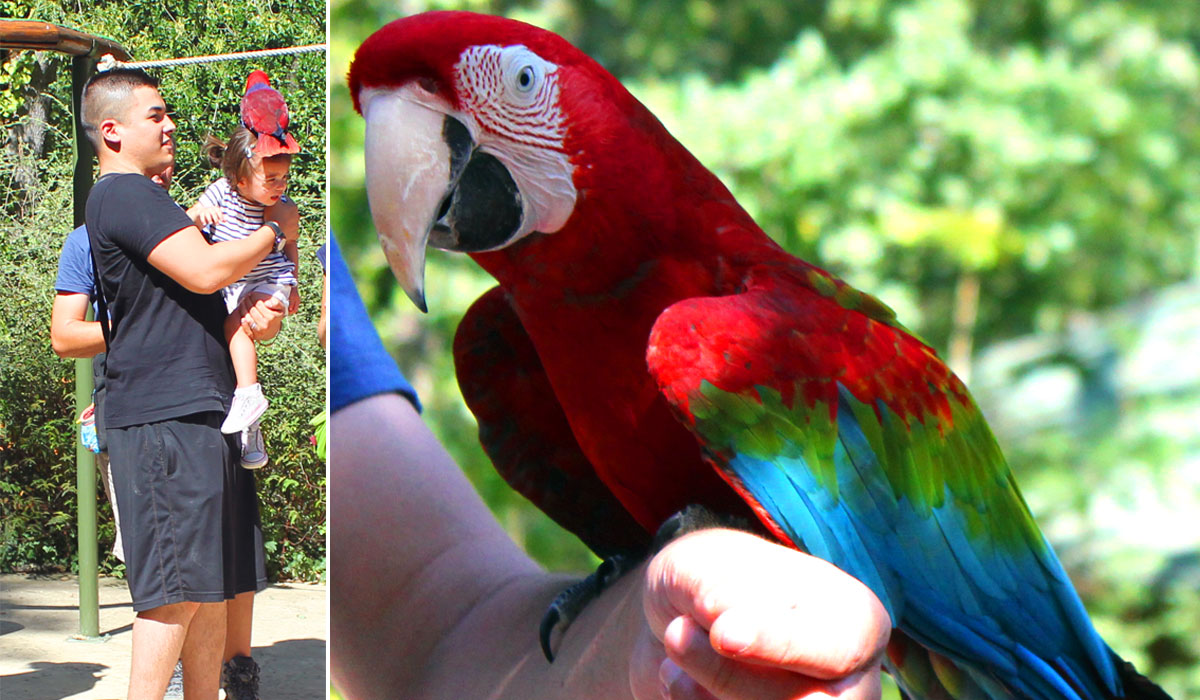 Aras oiseau zoo Toulouse Maman Dream