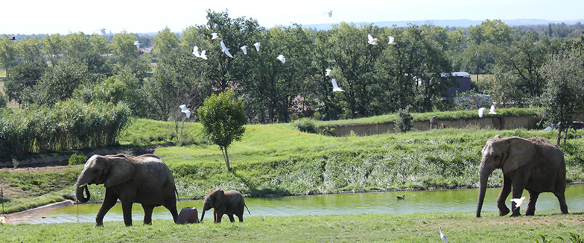 safari zoo toulouse