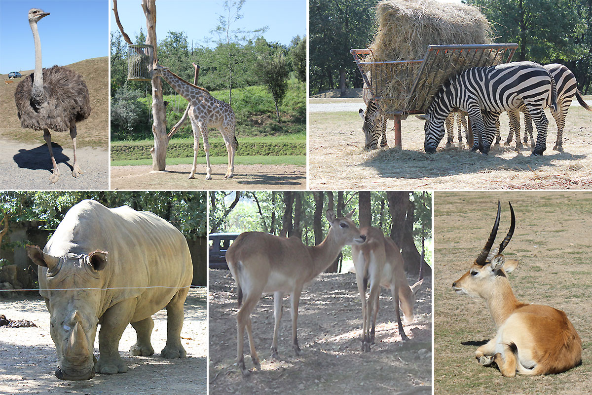 Safari réserve zoo Toulouse Maman Dream
