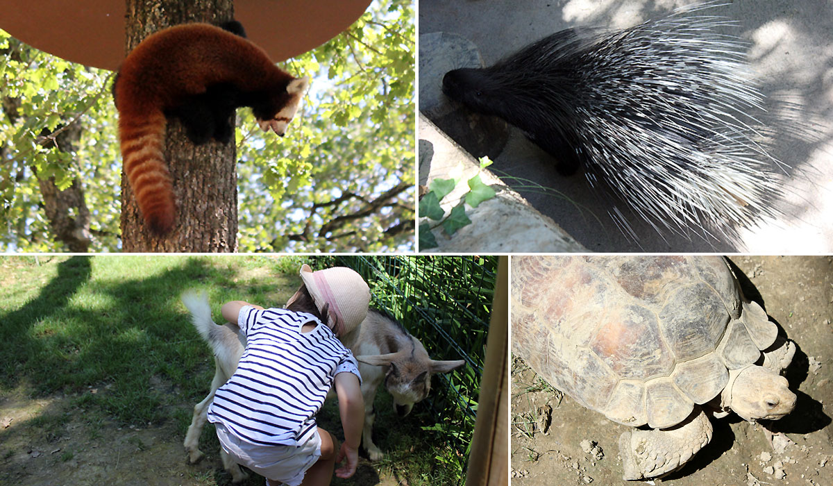 Visite zoo Toulouse Maman Dream